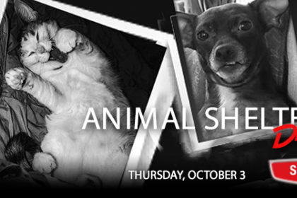 Animal-Shelter-Drive